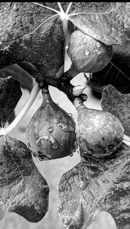 Ripening figs on the branch — variety photo for Amarcord coming soon
