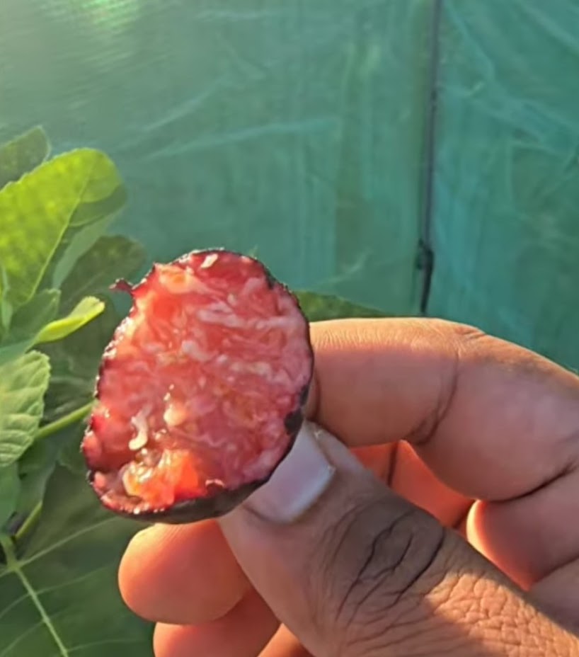 Black Celeste fig tree