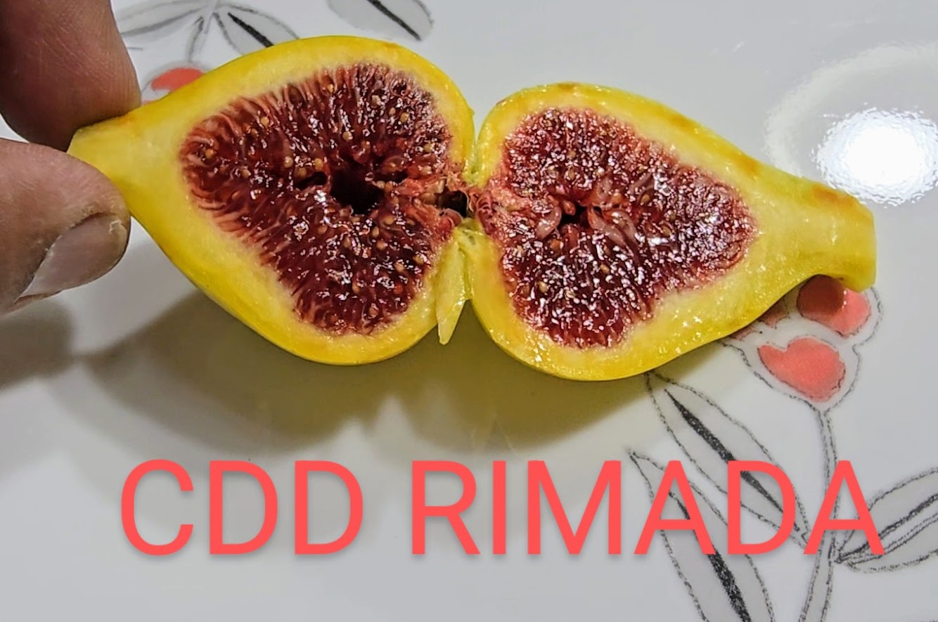 CDD Rimada fig tree