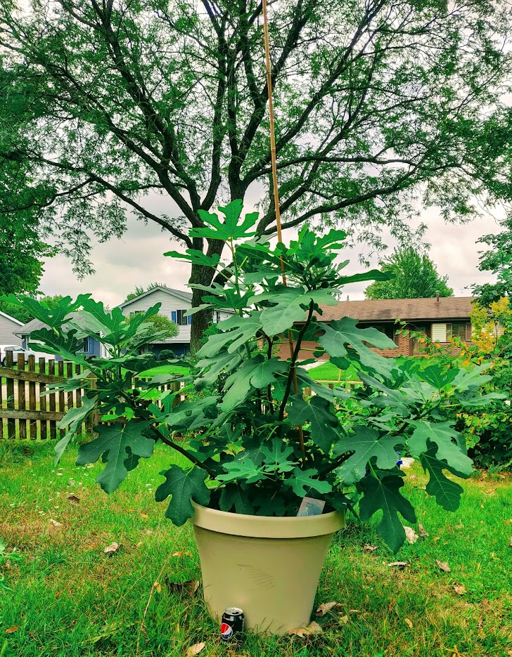 The transformation: Chicago Hardy Fig from a dormant 9-inch cutting to a full, lush powerhouse — Pepsi can for scale