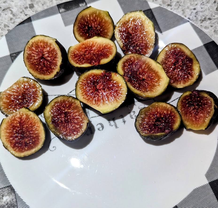 Chicago Hardy fig tree