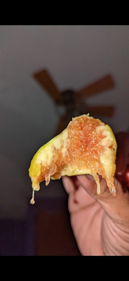 Emerald Strawberry fig tree