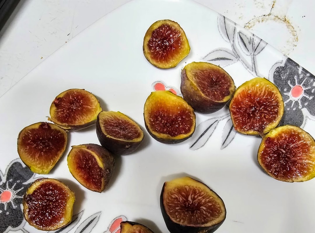 Palestinian Dark fig tree