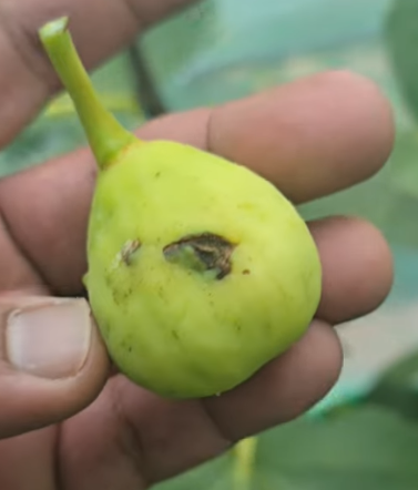 Raasti Iranian Candy fig tree