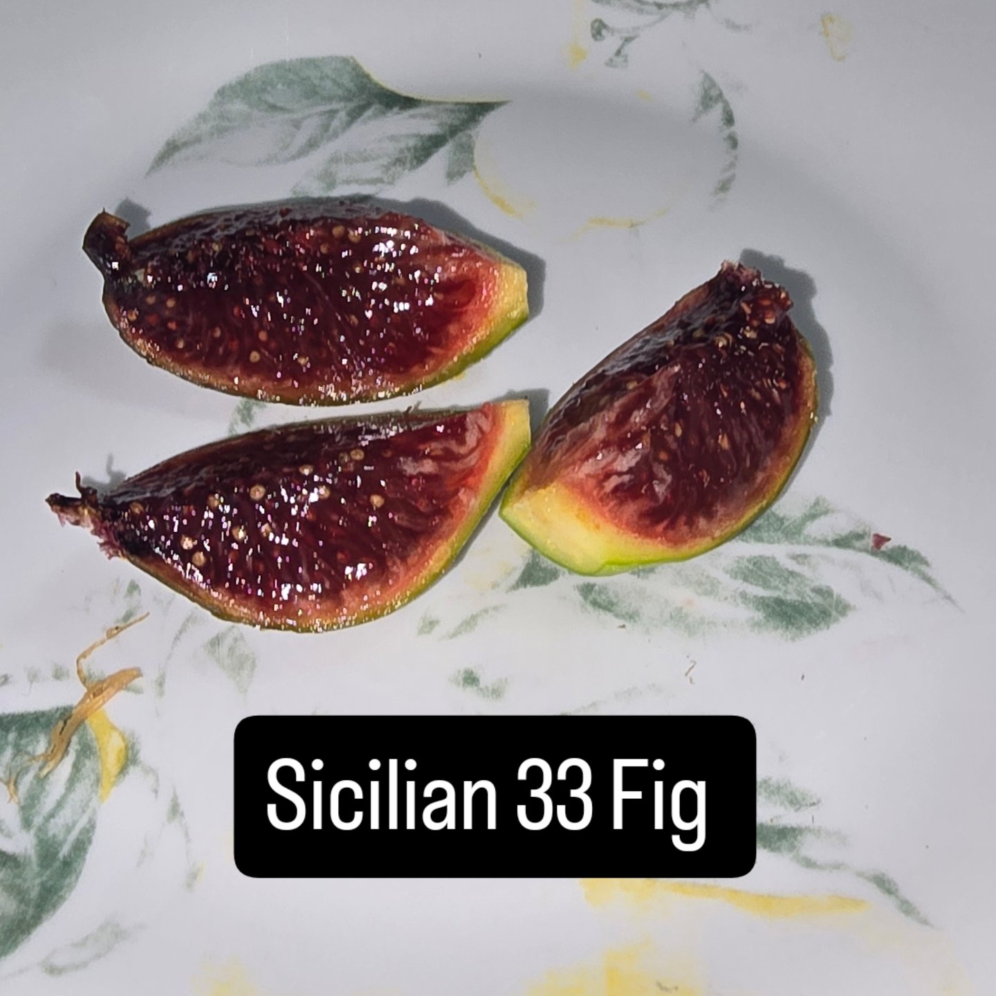 Sicilian 33 fig tree