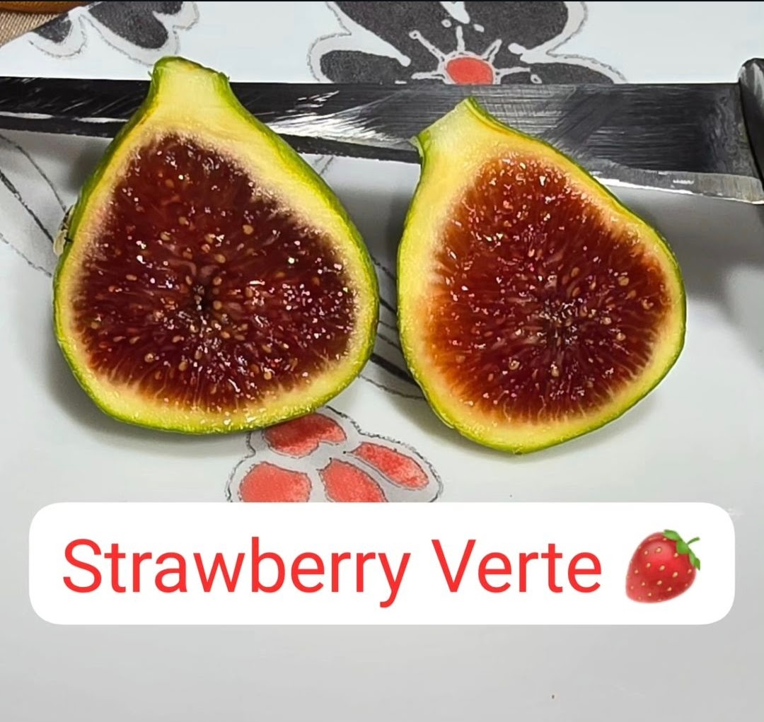 Strawberry Verte fig tree