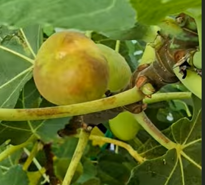 Violette Sepor fig tree