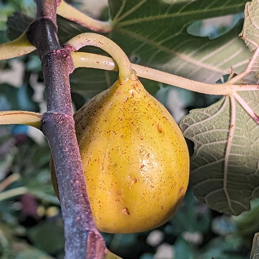 Yellow Long Neck fig tree