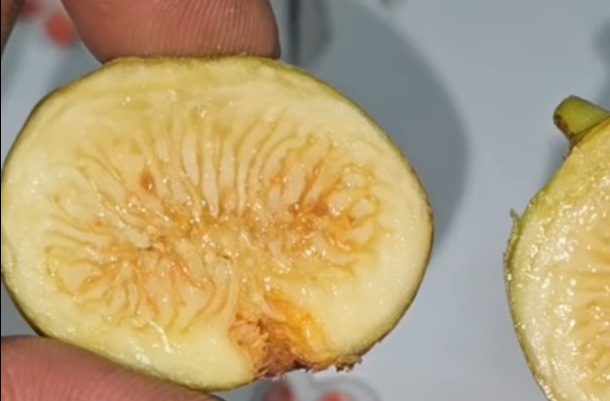 Bakor fig