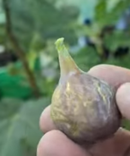 Bari fig