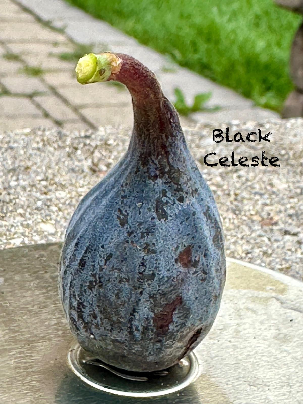 Black Celeste fig — fruit close-up