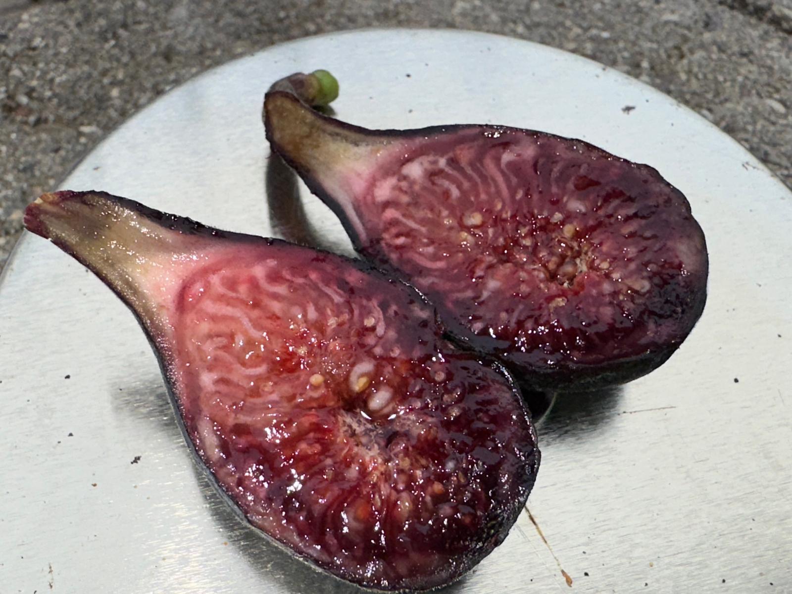Black Celeste fig — second photo