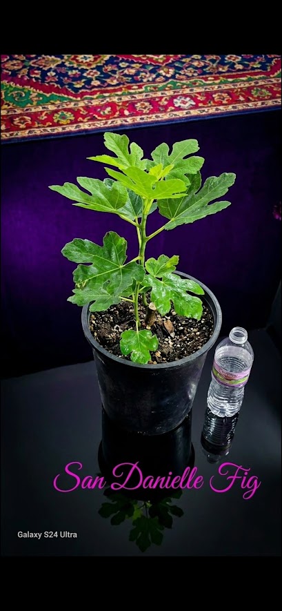 San Danielle fig tree