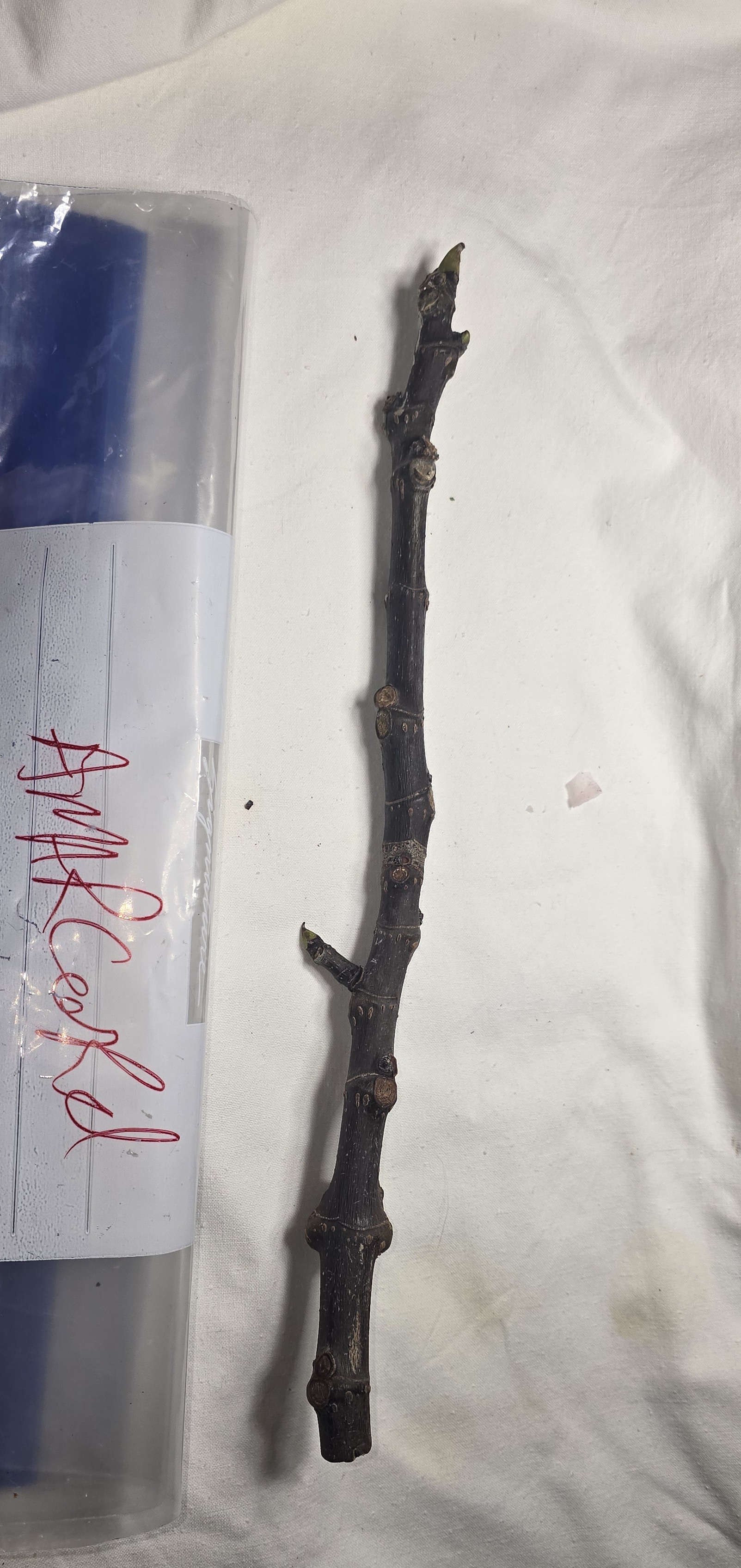 Amarcord fig cutting