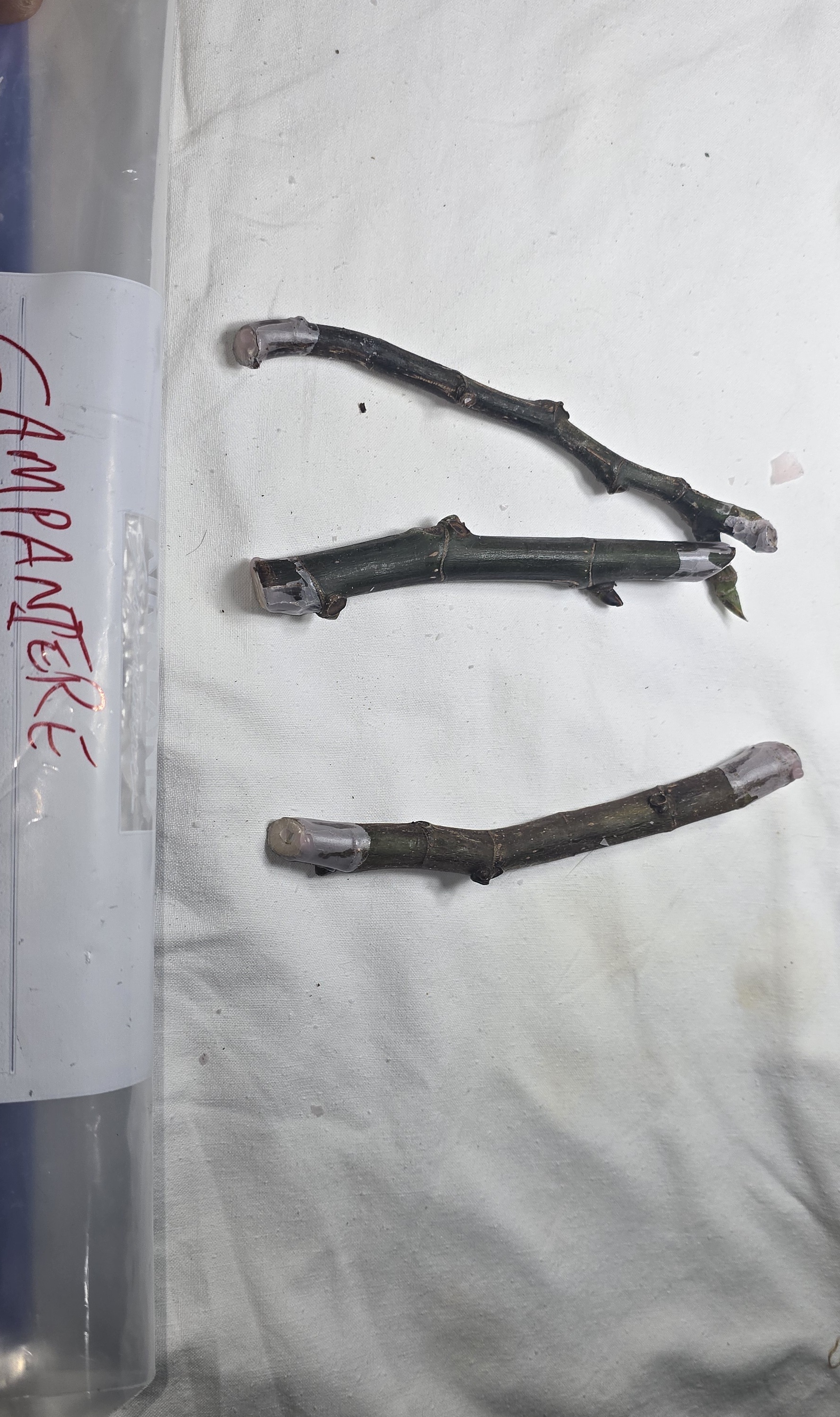 Campaneire fig cutting