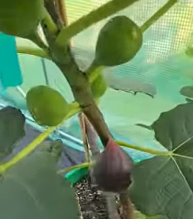 Spadafora Dark fig tree